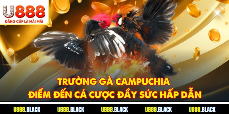 Trường gà Campuchia - Điểm đến cá cược đầy sức hấp dẫn